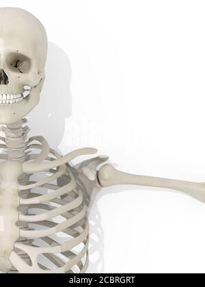 Illustrazione medica dello scheletro anatomico umano e del sistema vascolare, illustrazione 3d. Foto Stock