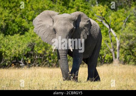 Un elefante sub adulto che cammina sull'erba con la macchia verde Alle spalle della riserva di Moremi Okavango Botswana Foto Stock