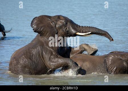 Due elefanti che giocano in acqua a Kruger Park South Africa Foto Stock