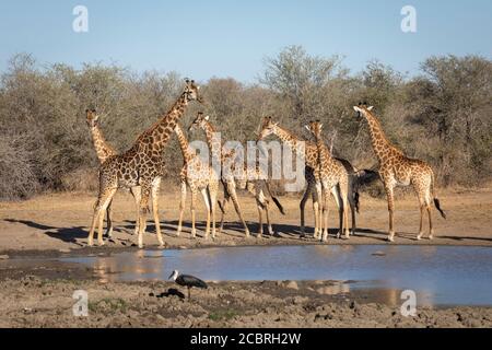 Sette giraffe adulte si riunirono in un piccolo bacino d'acqua naturale guardando Allerta e assetata nel tardo pomeriggio a Kruger Park South Africa Foto Stock