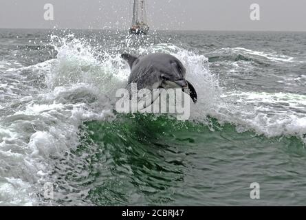 Delfino a Walvis Bay, Namibia Foto Stock