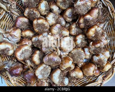 Spicchio di bulbi di aglio affumicati isolati nel cesto Foto Stock