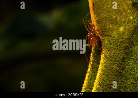 Un ragno lince appollaiato su una foglia Foto Stock