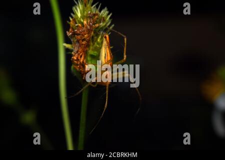 Un ragno lince appollaiato su una foglia Foto Stock