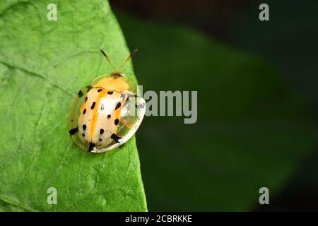 Scarabeo di tartaruga asiatico appollaiato sulla foglia di ipomoea Foto Stock