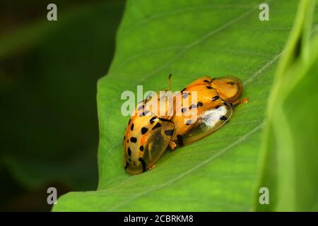 accoppiamento di coleotteri di tartaruga a punti neri Foto Stock