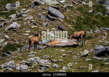 Due camosci che camminano in montagna Foto Stock