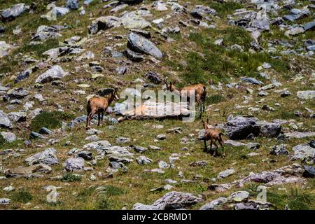 Tre camosci che camminano intorno alle rocce nel Gran Paradiso Nazionale Parcheggio Foto Stock