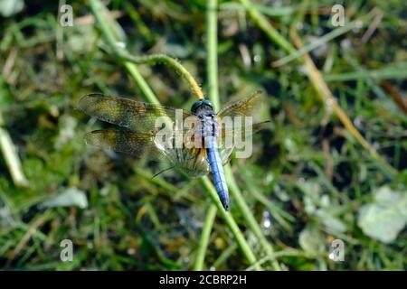 dasher (Pachypdipax longipennis) skimmer dragonfly presso il lago Dow's, Ottawa, Ontario, Canada. Foto Stock