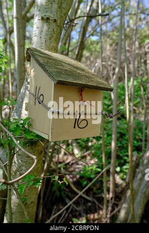 Una scatola di nido e un riparo progettato per il comune dormouse (Muscardinus avellanarius) in un nocciolo coppicato (Corylus avellana) Gestione di boschi nel Regno Unito Foto Stock