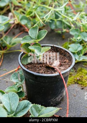 Propagare fragole da runner di piante da radicarli in un pentola Foto Stock