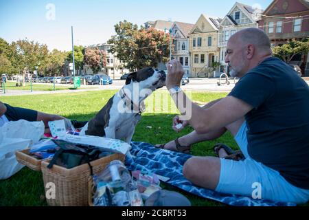 Questo pitbull gode di un picnic al Duboce Park con il suo proprietario a San Francisco, CA, Stati Uniti. Foto Stock