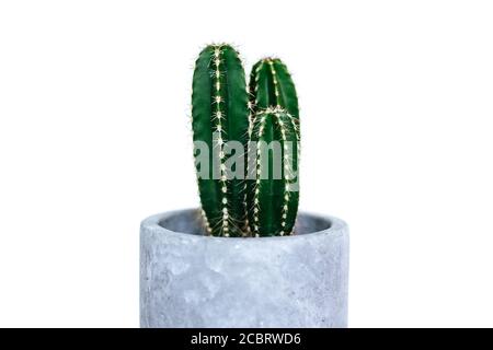 Pianta di cactus di piccolo albero in un vaso di cemento grigio isolato su sfondo bianco Foto Stock