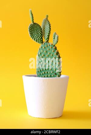 Bunny orecchie cactus in vaso fiore bianco isolato su sfondo giallo colorato. Foto Stock