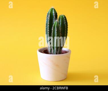 Pianta di cactus di piccolo albero in un vaso di fiori bianco isolato su sfondo giallo Foto Stock