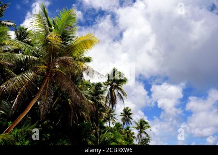 Folto boschetto di palme da cocco con cielo blu e nuvole nelle Isole Mariana, Micronesia Foto Stock