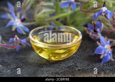Una ciotola di olio di borragine con piante in fiore Borago officinalis pianta Foto Stock