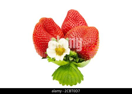 fragola matura con fiore vicino isolato su sfondo bianco Foto Stock