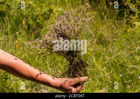 Mano della donna che tiene un fascio di closeup di timo appena raccolto Foto Stock