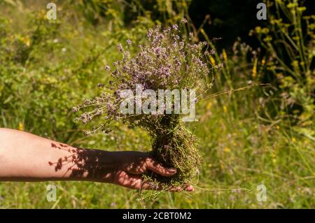 Mano della donna che tiene un fascio di closeup di timo appena raccolto Foto Stock