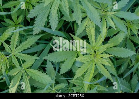 Spessetti di giovani piante di cannabis selvatiche. Vista dall'alto. Foto Stock