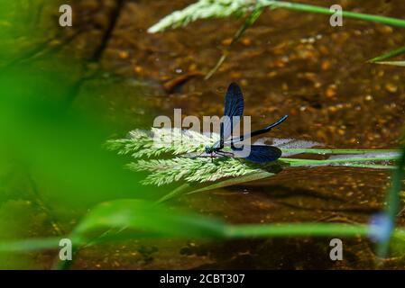 La libellula blu sbarcò sull'erba del fiume, foto ravvicinata di una libellula blu Foto Stock