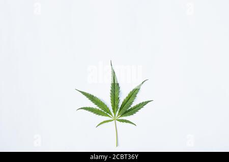 Sprig con foglie di giovane cannabis medica su uno sfondo bianco. Isolato Foto Stock