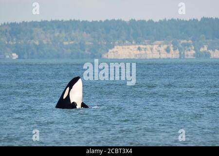 Un'orca transitoria (un membro del pod T36A) spyhops fuori di Point Roberts dopo aver cacciato con successo un porpoise del porto. Foto Stock