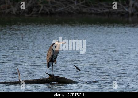 Un grande airone blu in piedi su una gamba su un albero morto sommerso in un lago mentre il sole sorge e getta un caldo bagliore sulla scena. Foto Stock