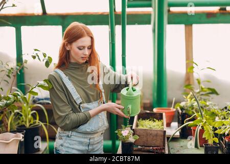 Cane Corgi Drying PET Grooming e acconciatura Foto Stock
