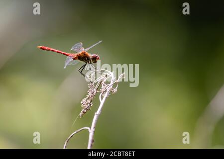 Darter vagante (Sympetrum vulgatum) seduto su un ramo appassito Foto Stock