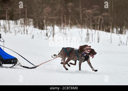 Inverno slitta corsa cane. Gara di squadra di slitta sportiva per cani. I cani puntatore tirano la slitta con il musher. Attivo su strada di fondo nevosa Foto Stock