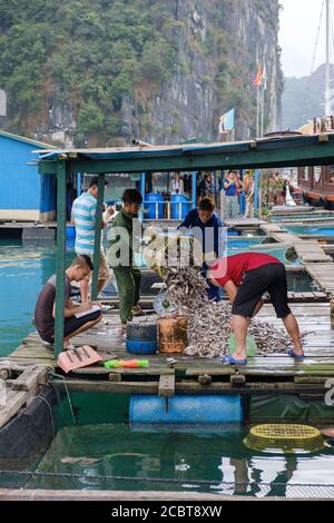 Ha Long Bay, Vietnam - Aprile 2019. Villaggio dei pescatori. Persone che lavorano con fish.Those persone vivono in case sull'acqua Foto Stock