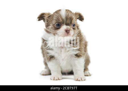 Cuccioli di Chihuahua, isolati. Cane carino piccolo su sfondo bianco. Cucciolo ricovero per cani. Piccolo cane chihuahua dai capelli corti razza, studio sparare. Foto Stock