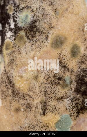 Muffa di pane, Rhizopus, funghi su un pane invecchiato. Primo piano foto di un modello di funghi saprofiti. Foto Stock