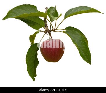 Mele mature su un ramo isolato su sfondo bianco Foto Stock