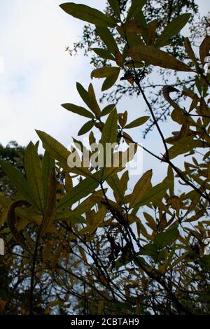 Foglie lunghe e sottili all'inizio dell'autunno (autunno), che iniziano a diventare gialle e dorate: Sagome contro il cielo come dita Foto Stock