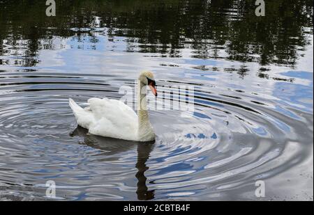 Swan facendo increspature sull'acqua Foto Stock