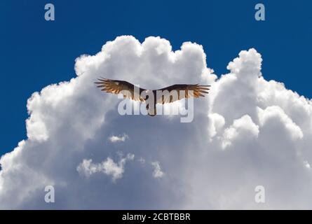 Un avvoltoio tacchino svetta sotto le drammatiche nuvole di cumuli in un cielo blu brillante. Foto Stock