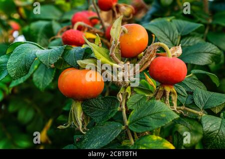 Rosa selvatica, rosa canina, frutti maturi su sfondo di foglie verdi Foto Stock