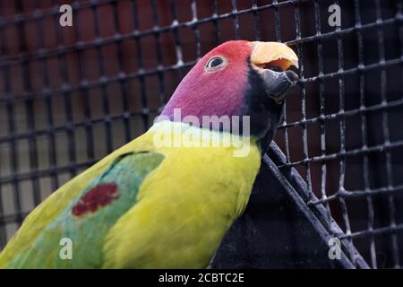 Il parrocchetto di prugne (Psittacula cyanocephala) è un parrocchetto della famiglia Psittacidae. È endemica del subcontinente indiano. Foto Stock