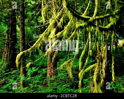 Lussureggiante Green Coastal Rain Forest in Alaska Foto Stock