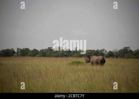 Rhino nero in Africa Foto Stock