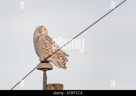 Gufo innevato nel paese posteriore Foto Stock