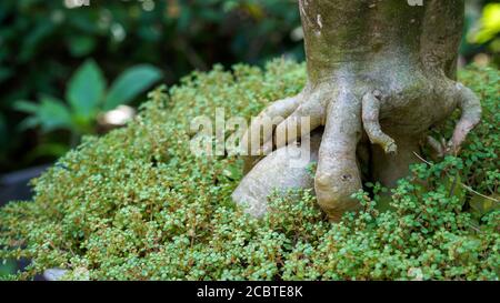 Primo piano delle radici della pianta bonsai Foto Stock