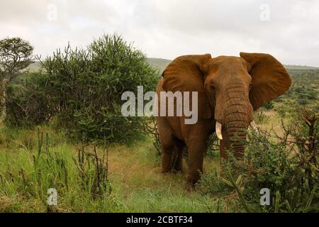 Primo piano di isolato grande elefante toro pascolo in Kenya, Africa Foto Stock