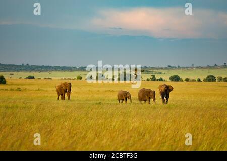 Mandria di elefanti a piedi attraverso Grassland in Kenya, Africa Foto Stock