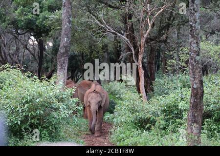 Giovani elefanti che camminano in Kenya, Africa Foto Stock