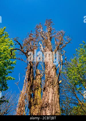Blak Poplar(Populus nigra - Italica) albero morto asciutto circondato da verde contro un cielo blu - vista ad angolo basso Foto Stock