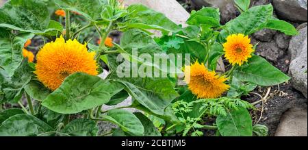 Girasoli decorativi di colore giallo brillante con foglie da vicino in giardino. Fiori ornamentali in fiore su sfondo di pietra sfocata. Tre girasoli terry Foto Stock